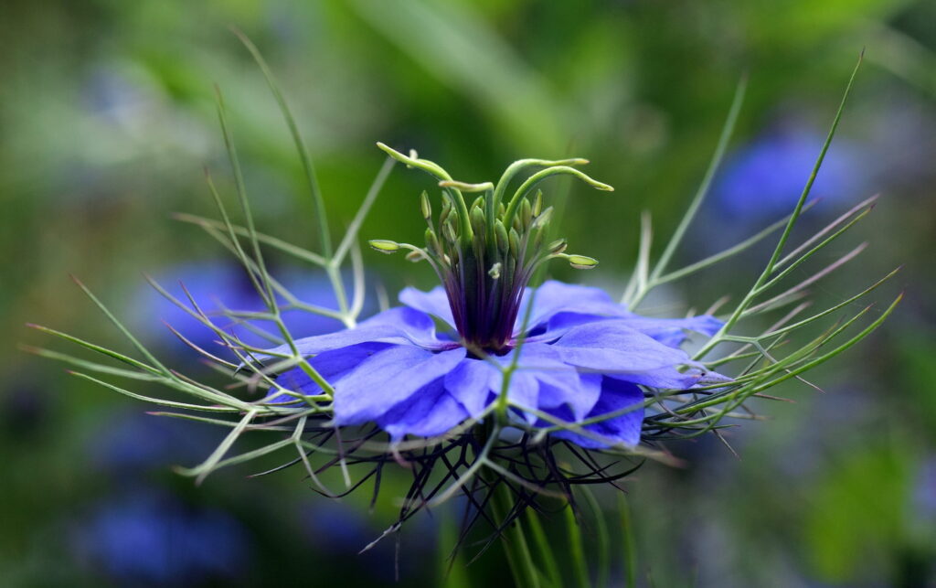 Schwarzkümmel Blüte