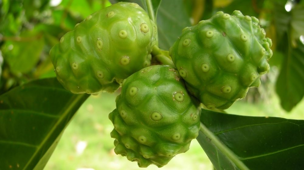 Noni Frucht